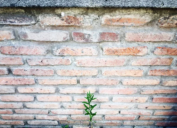 벽돌 벽 및 작은 식물 클로즈업 보기 — 스톡 사진