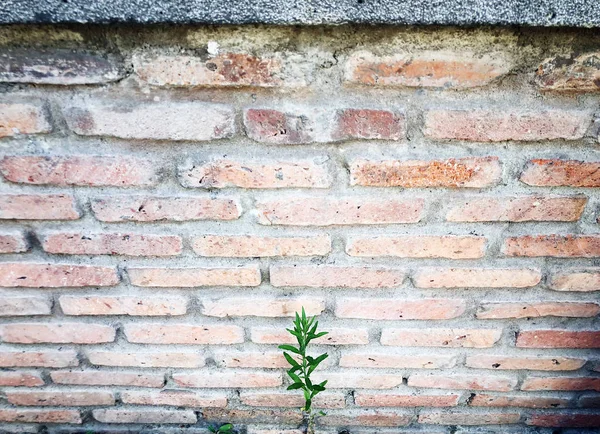 Pared de ladrillo y plantas pequeñas. Vista de primer plano —  Fotos de Stock