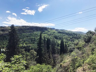 Yemyeşil ağaçlar ve dekatlon bitki botanik bahçesi şehrin içinde