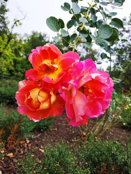 Vacker röd ros på en grön suddig bakgrund. Små rosor på buskarna. Tea rose i trädgården med bokeh. — Stockfoto