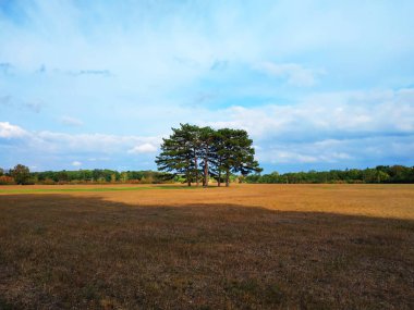 Yalnız ağaçlar tarlanın ortasında dur. Yaz aylarında yeşil ağaçlar