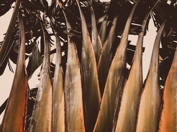 Primer plano de una palmera tropical. Textura de palma abstracta para fondo natural . —  Fotos de Stock