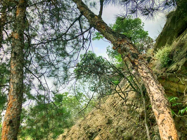 Krásné borovice a zelená tráva proti obloze u silnice. Zblízka záběr stálezelených stromů — Stock fotografie