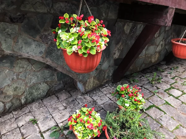 Κόκκινα λουλούδια και πράσινα φύλλα στην αυλή. Κοντινό πλάνο — Φωτογραφία Αρχείου