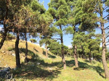 Gökyüzü güzel çam yolun yakınlarında. Yaprak dökmeyen ağaçlar atış kapatmak