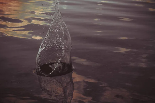 Salpicando agua de una piedra que cayó en un río . —  Fotos de Stock