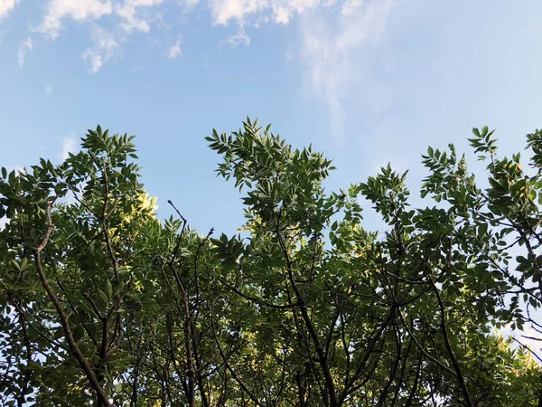 Yazlık açık. Bulutlar ve ağaç ile gökyüzü bulutlu — Stok fotoğraf