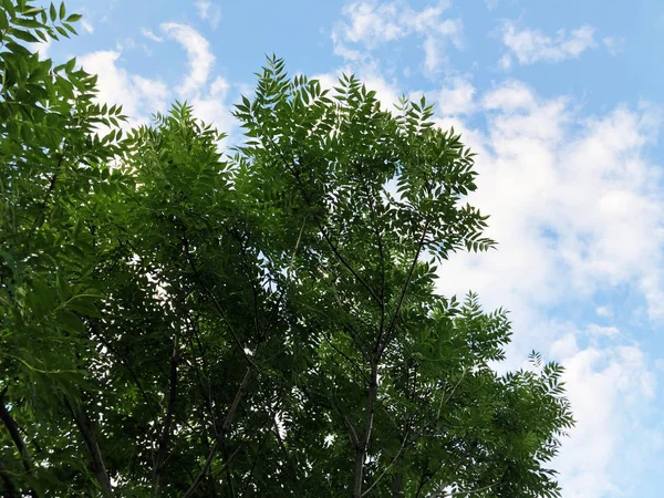 Yazlık açık. Bulutlar ve ağaç ile gökyüzü bulutlu — Stok fotoğraf