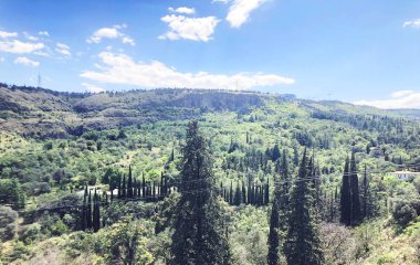 Yemyeşil ağaçlar ve dekatlon bitki botanik bahçesi şehrin içinde
