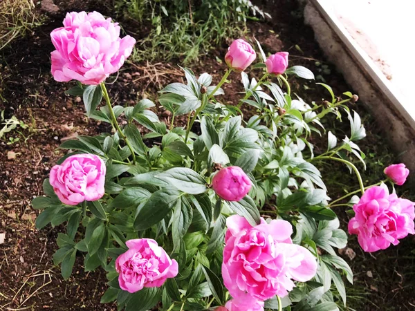 Utomhus i sommarbostad. Vackra blommande rosa färg blomma — Stockfoto