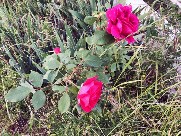 Ao ar livre na residência de verão. Flor de rosa vermelha — Fotografia de Stock