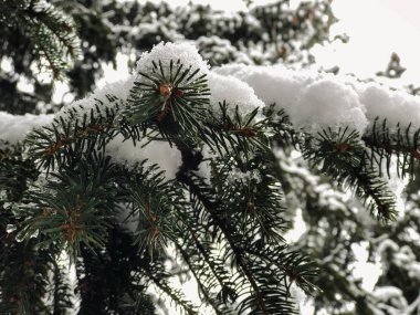 Ağaç şenliği, karda Noel ağaçları. Şehrin sokaklarında kar yağıyor. Bakuriani 'de kışın başlangıcı