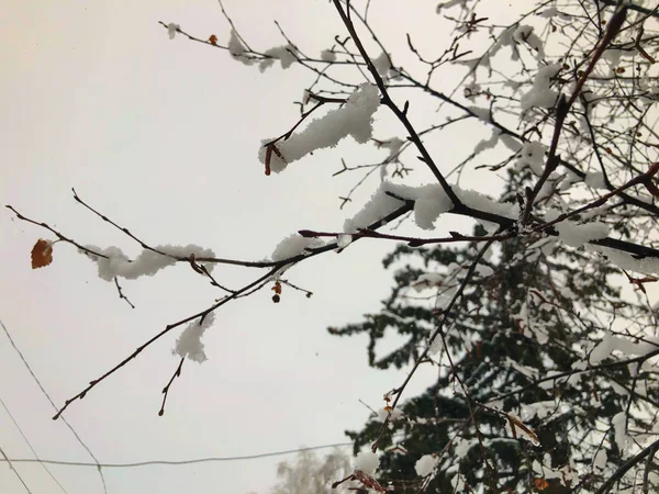Sprig drzewa, liście w śniegu. Śnieg na ulicy miasta. Początek zimy w Bakuriani — Zdjęcie stockowe