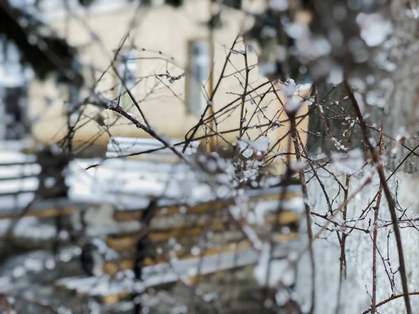 나무에 구멍을 내고, 눈 속에 잎을 내고. 도시의 거리에 눈이 내렸습니다. 바쿠 리아니 에서의 겨울의 시작 — 스톡 사진
