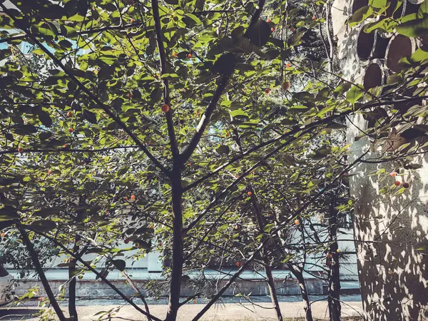 Los árboles verdes florecen en el patio de la ciudad en el día soleado. Primer plano. — Foto de Stock