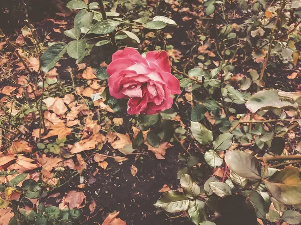 Rosa roja y hojas verdes en el patio en otoño día soleado. Primer plano. —  Fotos de Stock