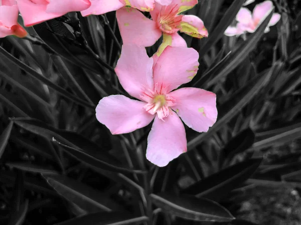 院子里有粉红色的花和绿色的叶子.近距离拍摄 — 图库照片