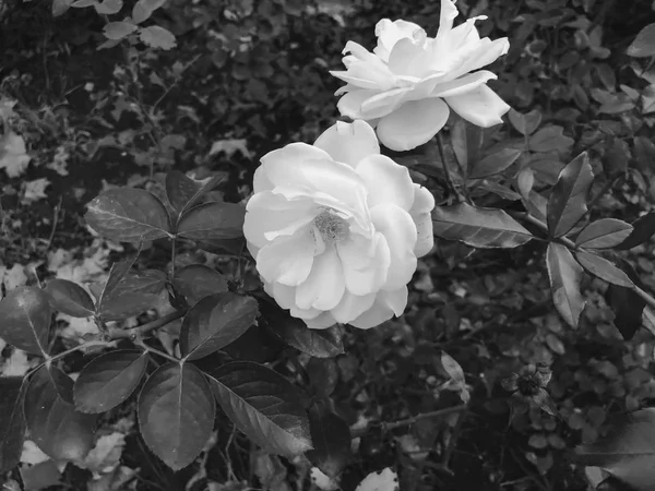 Rosa blanca y hojas verdes en el patio en otoño día soleado. Primer plano. —  Fotos de Stock
