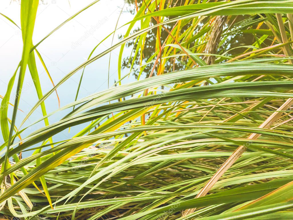 Autumn in the park, reeds near the pond. Falling foliage. Colors of autumn