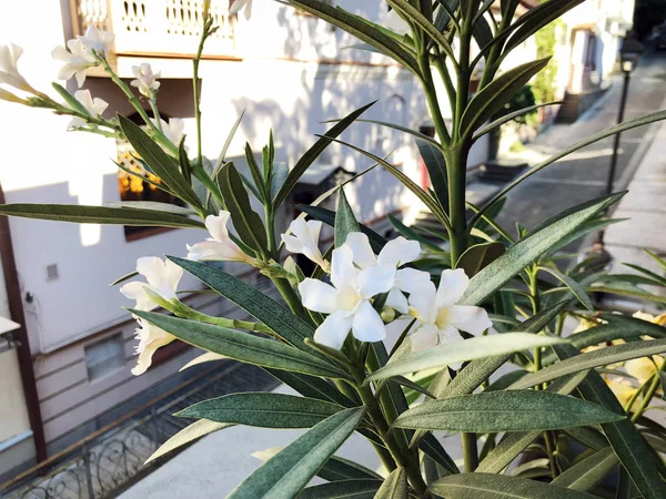 Παλιά αρχιτεκτονική Τιφλίδα, όμορφα λουλούδια του λευκού χρώματα στη θερινή ημέρα — Φωτογραφία Αρχείου