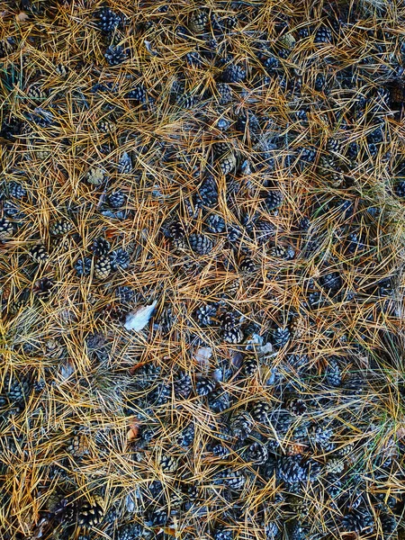 Szyszki w gaju na suchej igły poległych — Zdjęcie stockowe