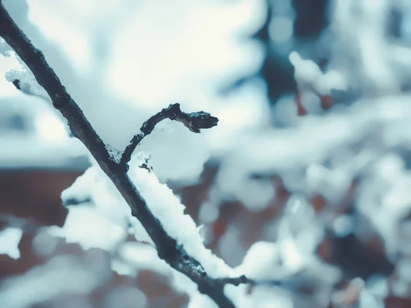 Sprig drzewa, choinki w śniegu. Śnieg na ulicy miasta. Początek zimy w Bakuriani — Zdjęcie stockowe