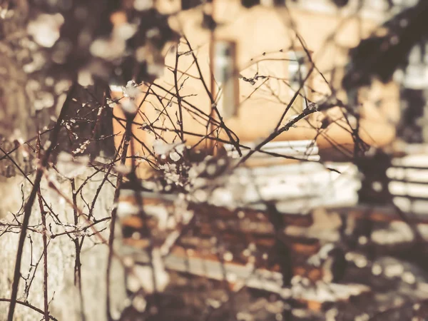 Brin d'arbre, feuilles dans la neige. Neige dans la rue de la ville. Le début de l'hiver à Bakuriani — Photo