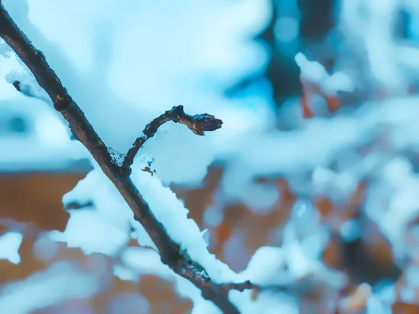 Una ramita de un árbol, árboles de Navidad en la nieve. Nieve en la calle de la ciudad. El comienzo del invierno en Bakuriani — Foto de Stock