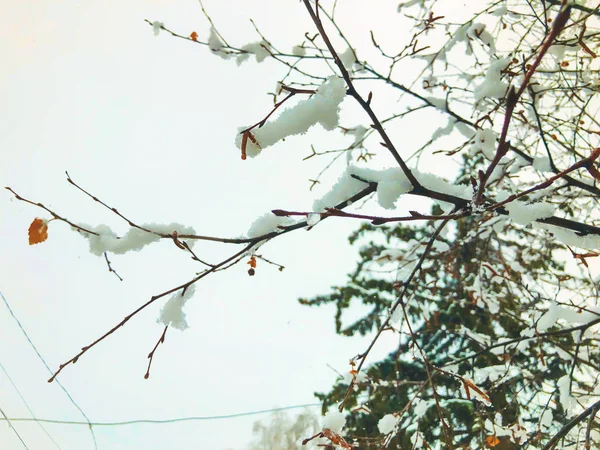 Zweig eines Baumes, Blätter im Schnee. Schnee auf den Straßen der Stadt. Der Wintereinbruch in Bakuriani — Stockfoto