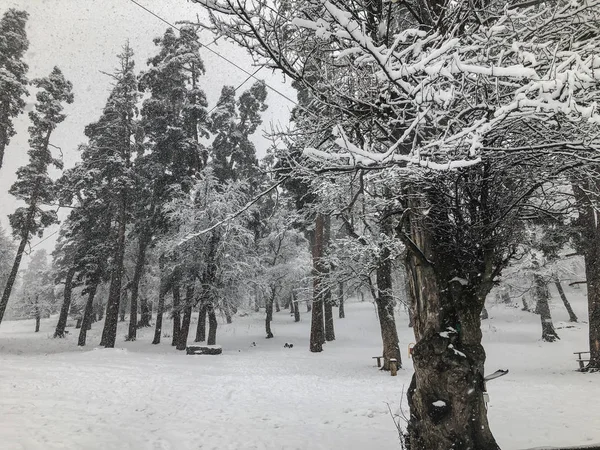 Bir ağacın altında karda tezgah. Kar yağışı. Kar ağaçlarda. Dağ kayak merkezi Bakuriani — Stok fotoğraf