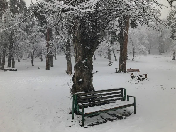 Bir ağacın altında karda tezgah. Kar yağışı. Kar ağaçlarda. Dağ kayak merkezi Bakuriani — Stok fotoğraf