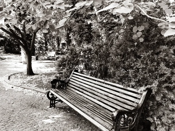 Les arbres et le banc sont éclairés par le soleil. Heure d'été arbre — Photo