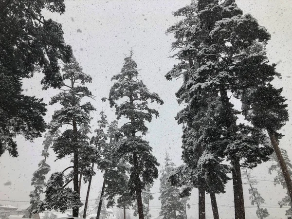 Kar yağışı. Kar ağaçlarda. Dağ kayak merkezi Bakuriani — Stok fotoğraf