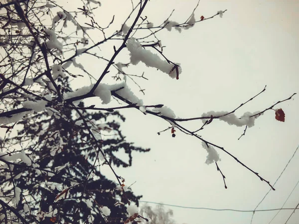 Sprig drzewa, liście w śniegu. Śnieg na ulicy miasta. Początek zimy w Bakuriani — Zdjęcie stockowe