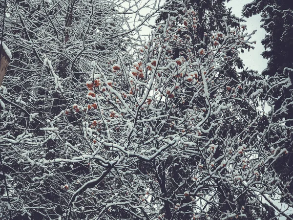 Montañas del Cáucaso Georgia estación de esquí en Bakuriani. Hermosa vista del paisaje nevado. El comienzo del invierno en Bakuriani — Foto de Stock