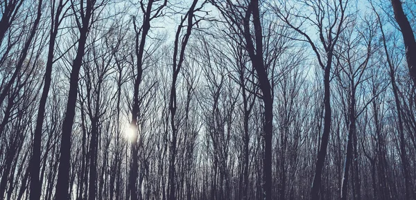 Paesaggio invernale freddo con cielo blu. Sfondo invernale — Foto Stock