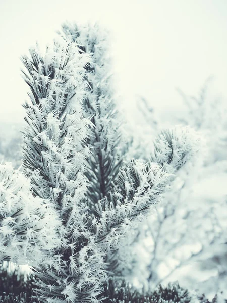 云杉在雪地里枝条。圣诞树。圣诞假期背景 — 图库照片