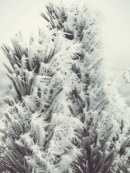 Spruce branches in the snow. Christmas tree. Christmas Holidays Background — Stock Photo, Image