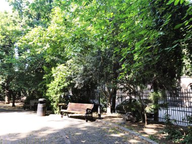 Ağaçlar ve tezgah güneş tarafından aydınlatılmış. Yaz saati ağaç