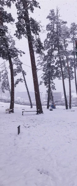 Kar yağışı. Kar ağaçlarda. Dağ kayak merkezi Bakuriani — Stok fotoğraf