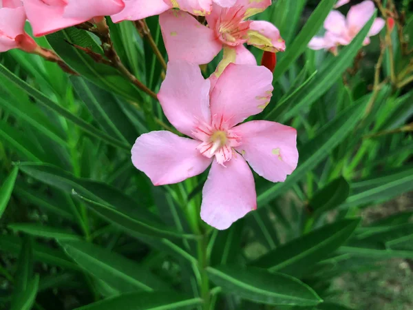 Pink flowers  and green leaves in the yard. Close up shot — Stock Photo, Image