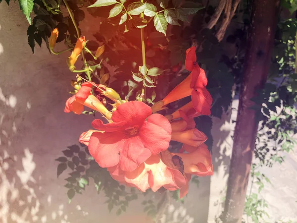 Kwitnący kwiat w stoczni w okresie letnim. Strzał z bliska — Zdjęcie stockowe
