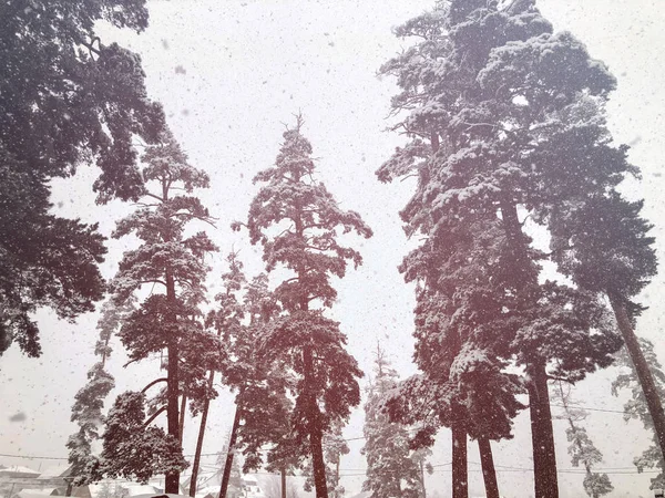 Havazás. Fák a hóban. Hegyi sí resort Bakuriani — Stock Fotó