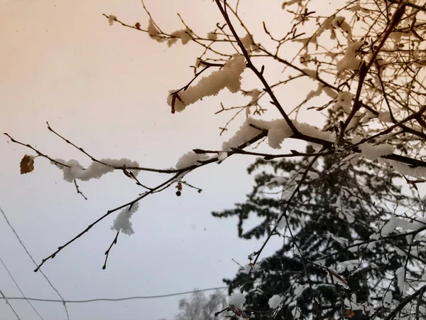 Egy fa hajtása, levelek a hóban. Havazik a város utcáin. A tél kezdete Bakurianiban — Stock Fotó
