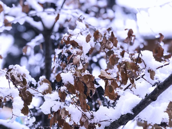 Una ramita de un árbol, hojas en la nieve. Nieve en la calle de la ciudad. El comienzo del invierno en Bakuriani — Foto de Stock