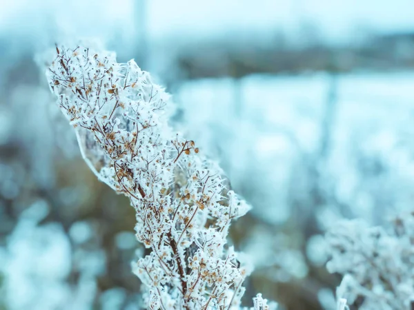 雪の中で乾いた草の枝。雪ドライフラワー — ストック写真