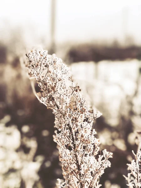 Takken van droog gras in de sneeuw. Sneeuw gedroogde bloemen — Stockfoto