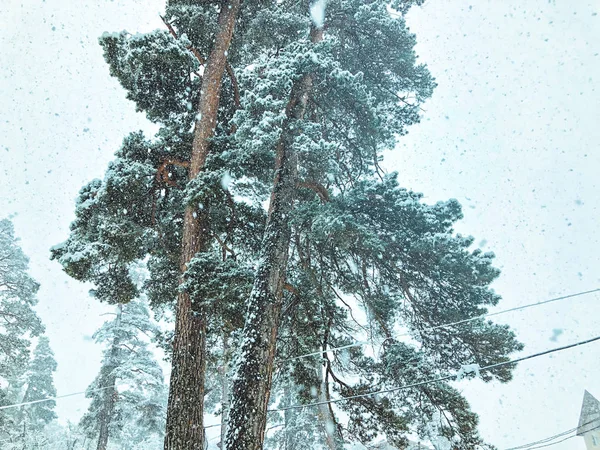 Nevadas. Árboles en la nieve. Estación de esquí de montaña Bakuriani —  Fotos de Stock