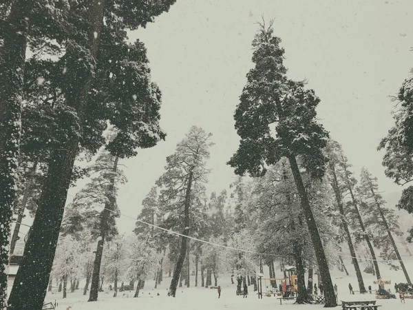 Snowfall. Children walk in the snow. Trees in the snow. Mountain ski resort Bakuriani — Stock Photo, Image
