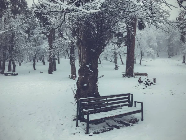 Pad, egy fa alatt a hó. Havazás. Fák a hóban. Hegyi sí resort Bakuriani — Stock Fotó